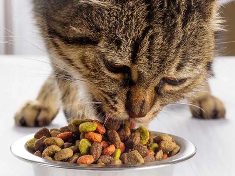 Can cats survive only on dry food? | Cat dry food 